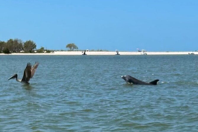 manatee-dolphin-and-10000-islands-eco-beach-tour-by-boat