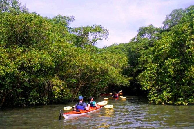 mangrove-and-beach-kayak-tour-by-paraty-tours