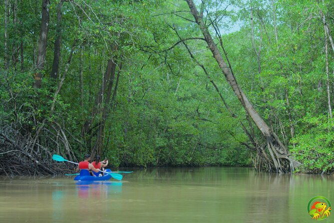mangrove-damas-island-kayak-tours