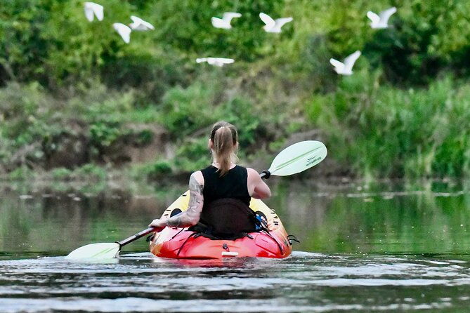 mangrove-kayak-2