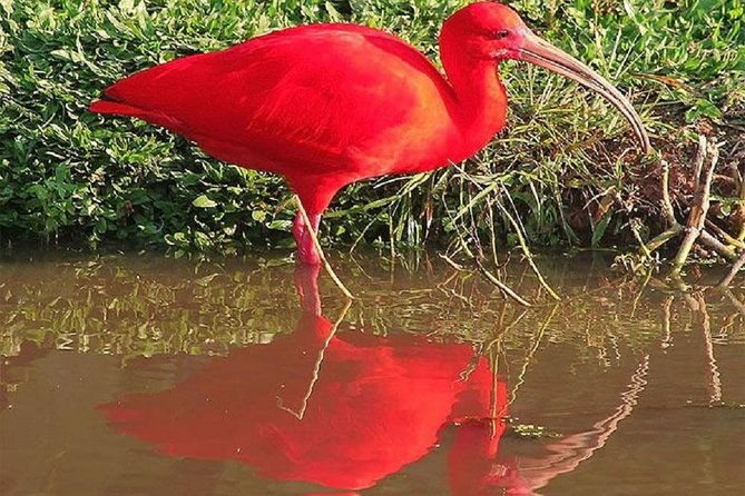 mangrove-tour-by-boat-birdwatching-fauna-and-flora-half-day