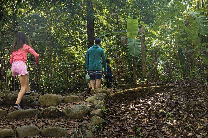 mangrove-walk