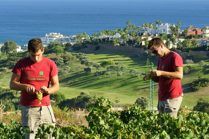 manilva-oceanfront-wine-experience-in-the-marbella-area
