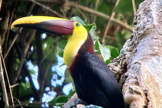manuel-antonio-national-park-afternoon-wildlife-experience