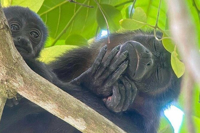 manuel-antonio-national-park-guided-tour-to-see-animals