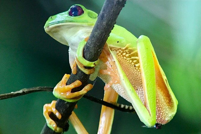 manuel-antonio-national-park-hiking-guided-tour