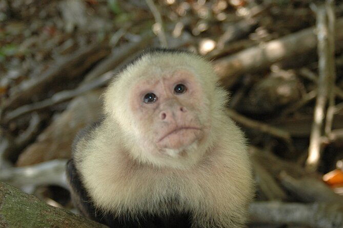 manuel-antonio-national-park-hiking-tour-from-jaco