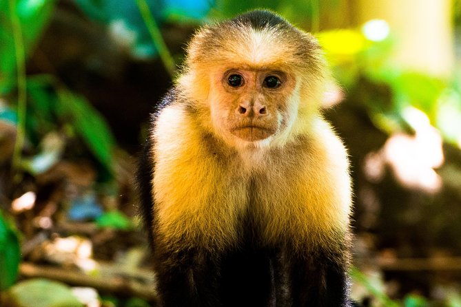 manuel-antonio-national-park-private-day-tour-from-jaco