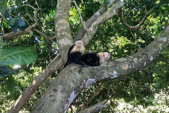 manuel-antonio-national-park-sightseeing-and-wildlife-day-tour-from-san-jose