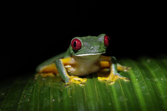manuel-antonio-night-jungle-tour