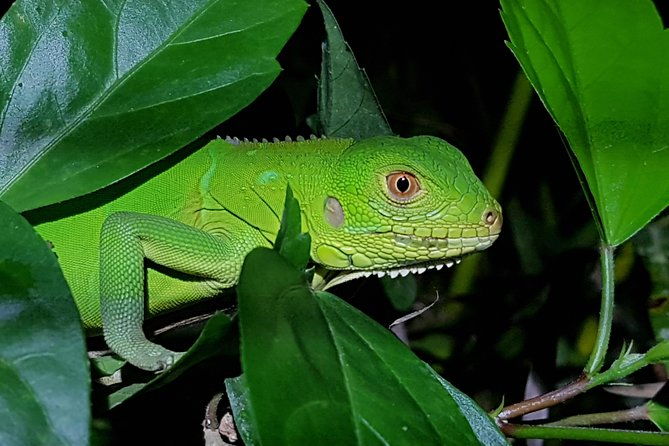 manuel-antonio-night-tour