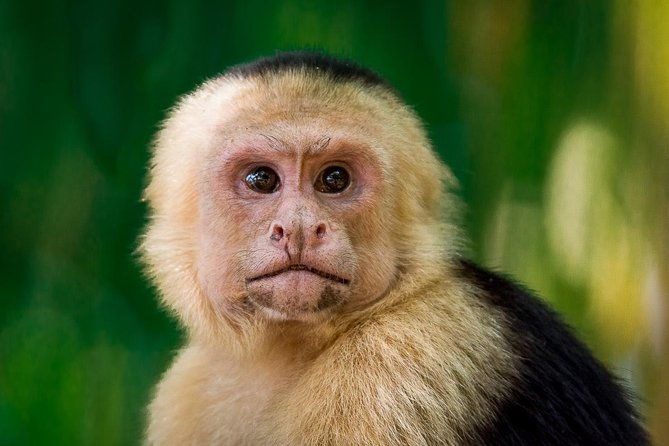 manuel-antonio-park-nature-guided-tour-with-a-nature-specialist