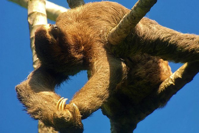 manuel-antonio-park-tour-and-its-amazing-wildlife-and-beaches