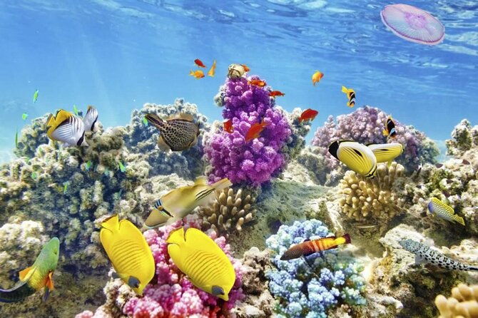 margaritaville-jeski-tour-or-snorkeling-in-montego-bay