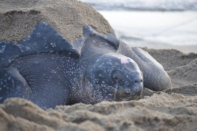 matura-beach-turtle-watching-experience
