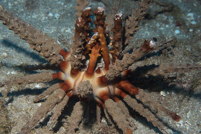 maui-certified-shore-diving-from-lahaina