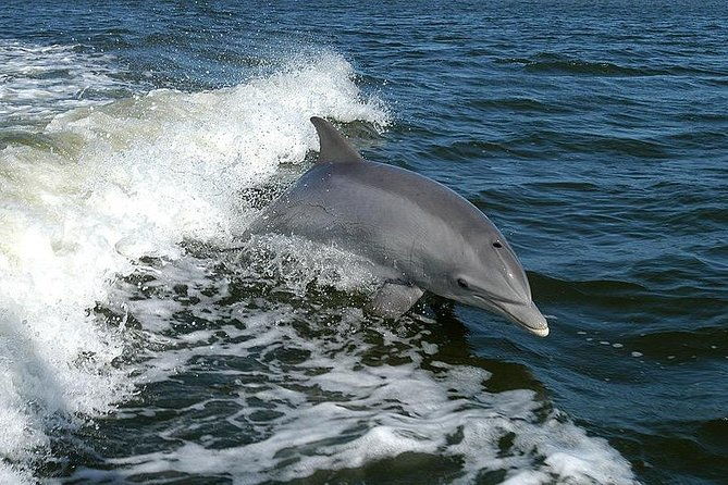 mega-bite-dolphin-tour-boat-in-clearwater-beach