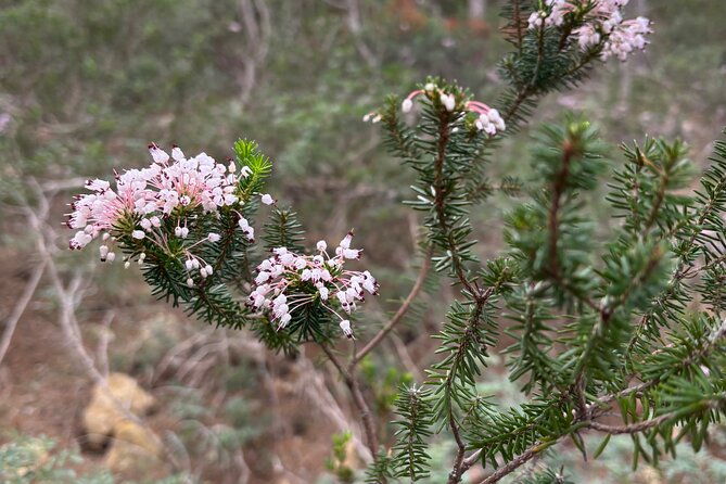 memorable-hike-in-sierra-de-tramuntana-with-the-transportation