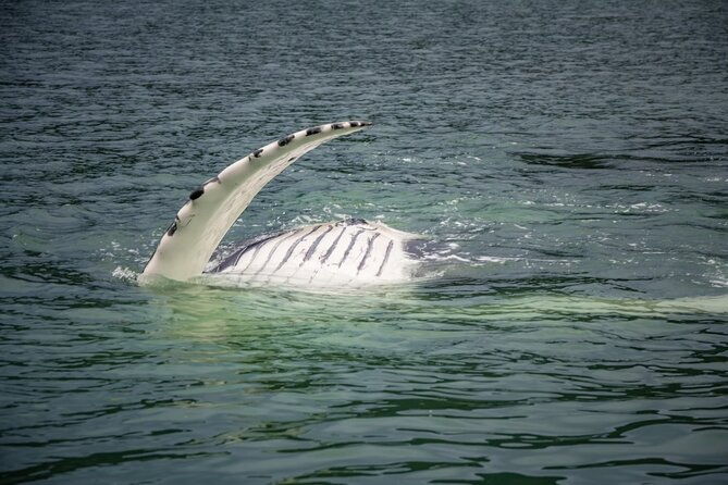 mendenhall-glacier-and-whale-watching-tour