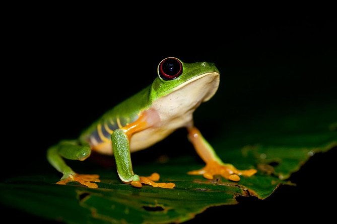 mesmerizing-night-walk-in-tortuguero