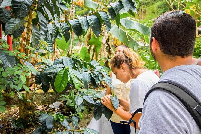minca-day-trip-and-coffee-farm-visit-from-santa-marta