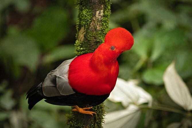 mindo-cloud-forest-nature-adventure-flexible-private-day-tour