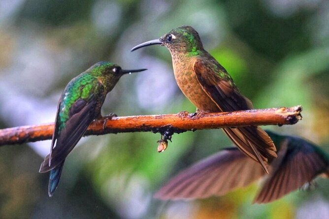 mindo-cloud-forest-private-tour-chocolate-coffee-birds-nature