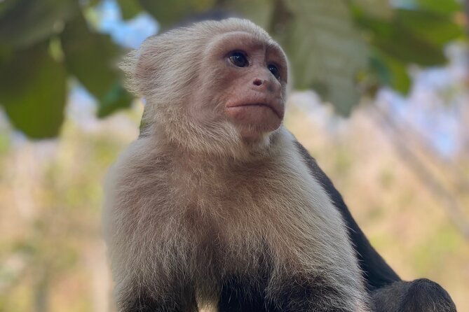 monkey-crocodile-sloths-beach-experience