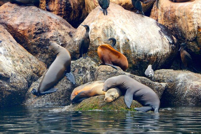 monterey-bay-full-day-kayak-rental-otters-seals-and-sea-lions