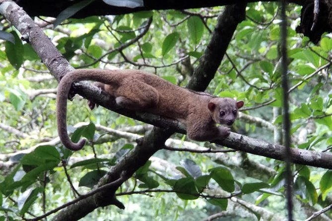 monteverde-cloud-forest-guided-night-walk