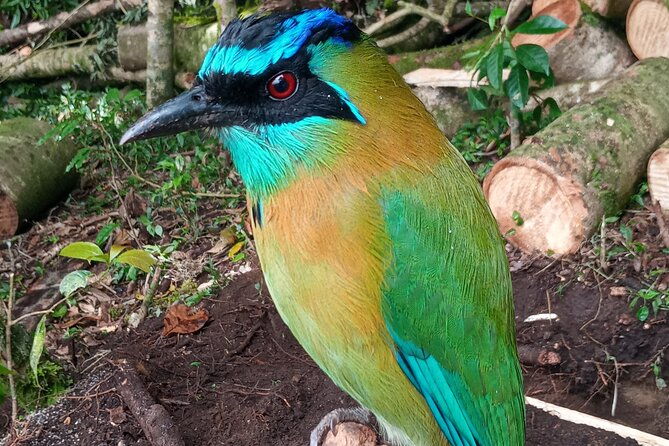 monteverde-cloud-forest-nature-tour