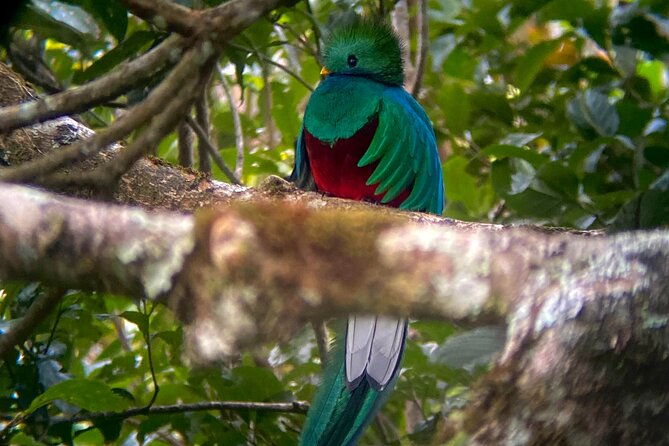 monteverde-cloud-forest-semi-private-tour