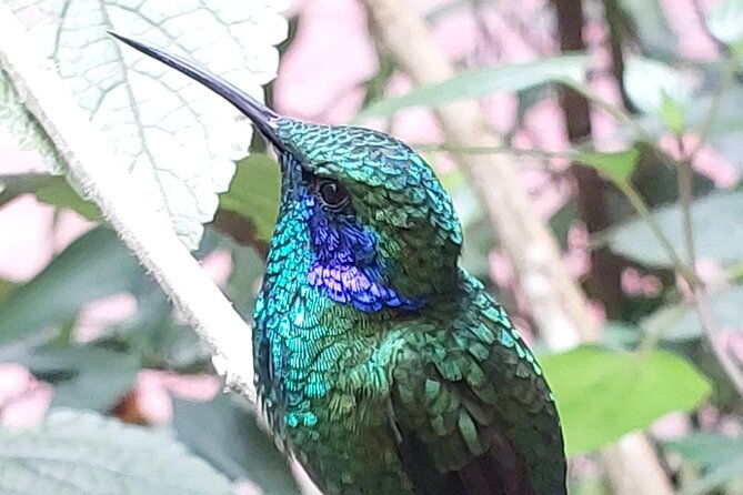 monteverde-cloud-forest-tour-2