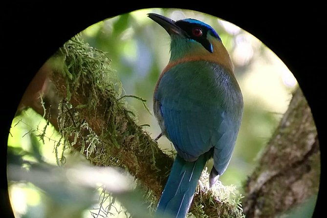 monteverde-cloud-forest-tour-with-a-certified-tour-guide