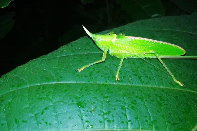 monteverde-private-night-tour