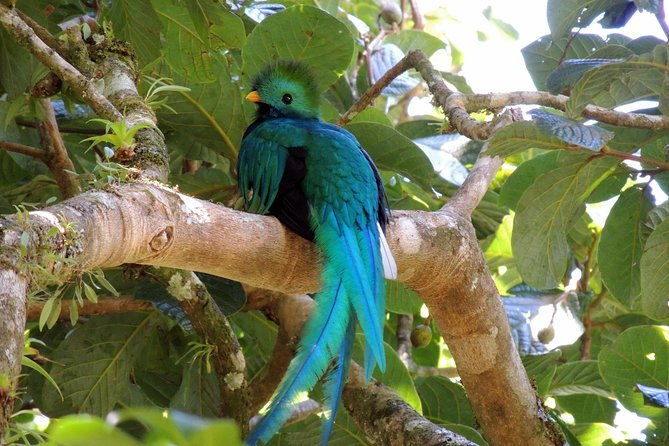 monteverde-reserve-birding-tour