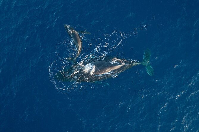 morning-sail-with-the-whales-maalaea