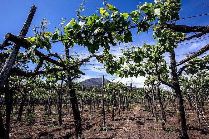 mount-vesuvius-wine-tasting-with-lunch-private-tour-from-amalfi-coast