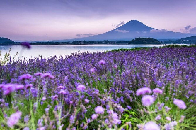 mountain-fuji-tour-in-japan-with-professional-english-tour-guide