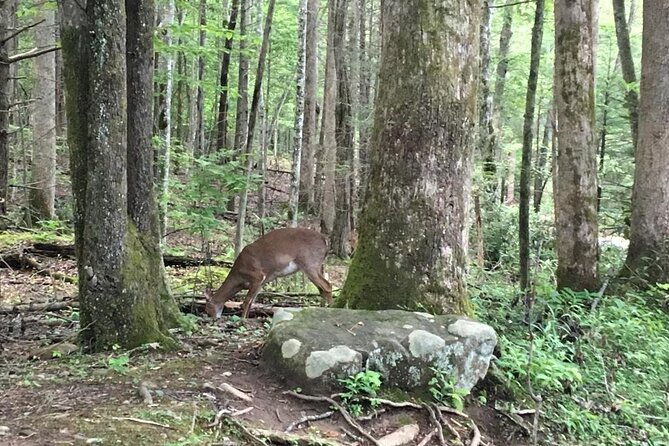 mountaineers-way-hike-in-the-smokies