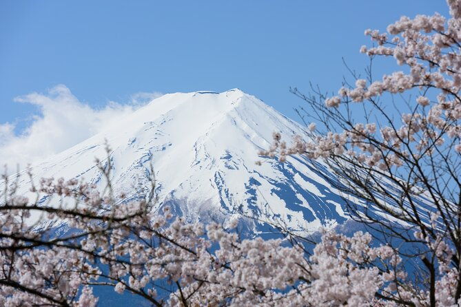 mt-fuji-cherry-blossom-one-day-tour-from-tokyo