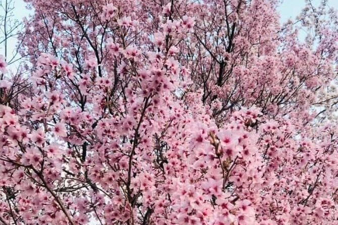 mt-fuji-day-tour-from-tokyo-with-chinese-and-english-service