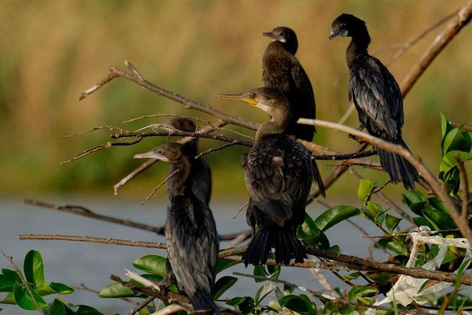 muthurajawela-bird-watching-tour-from-colombo-negombo-2