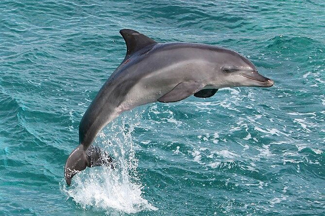 myrtle-beach-sunset-dolphin-cruise-experience-in-murrells-inlet