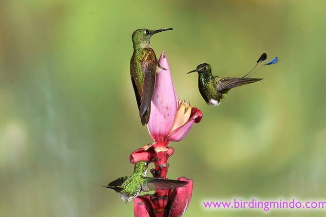 mystical-mindo-marvels-a-daylong-dive-into-natures-dreamland