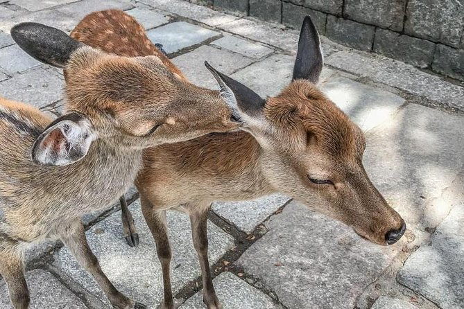 nara-private-day-trip-enjoy-your-first-time-visit-to-nara