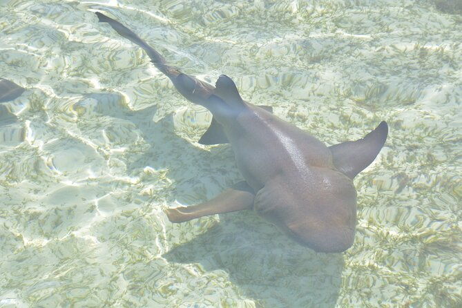 nassau-harbor-boat-tour-blue-lagoon-pig-island-and-more