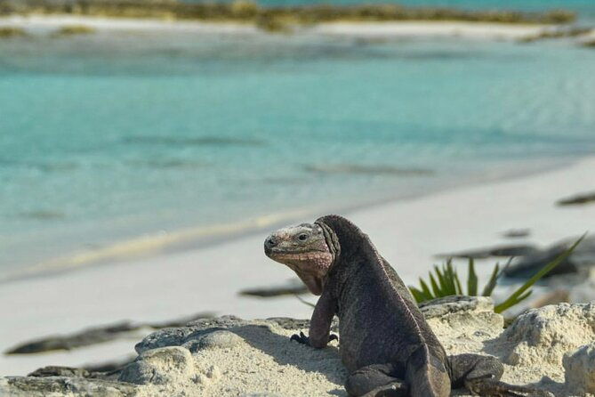 nassau-to-exuma-full-day-trip-experience