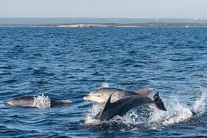 national-park-brijuni-tour-from-pula-with-dolphins-sunsetdinner