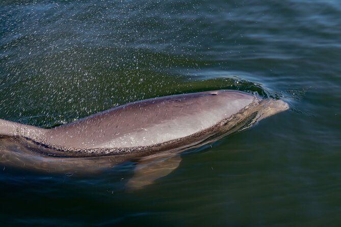 national-park-pedal-kayak-tours-in-new-smyrna-beach